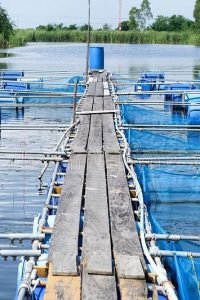 cages-fish-farm-aquaculture-thailand-blue-pond-farming-107799769